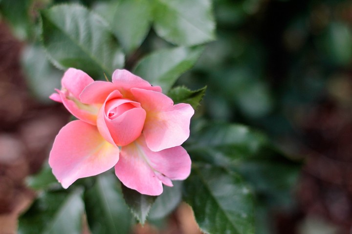rose 17