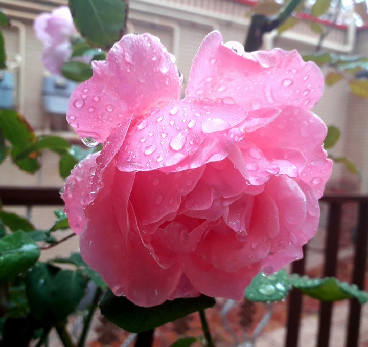flower rose in my house
