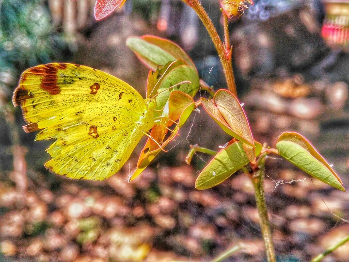Butterfly_HAC