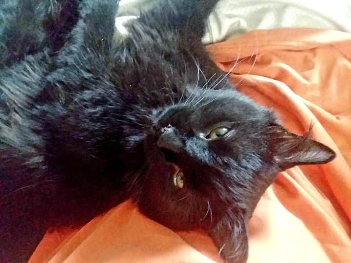 Mr.Mischief the feline cat. ❤️