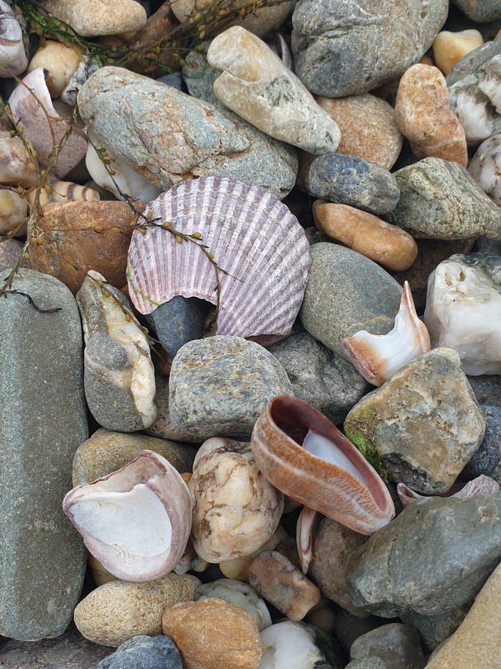 shells