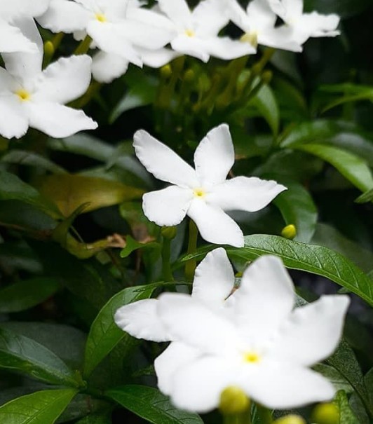 Lilly was a little girl like this song like this flower