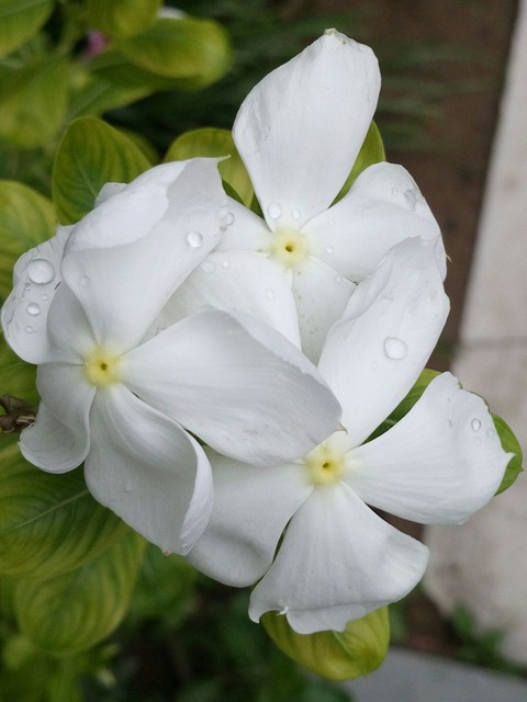Rain on white