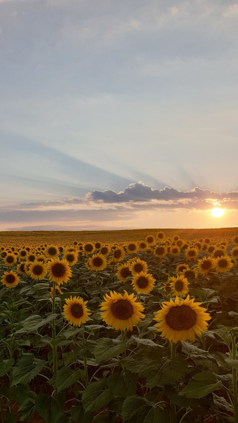 sunflowers