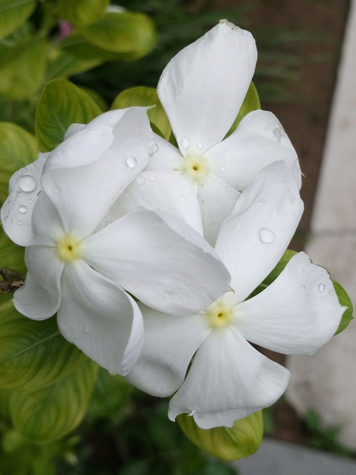 Rain on white