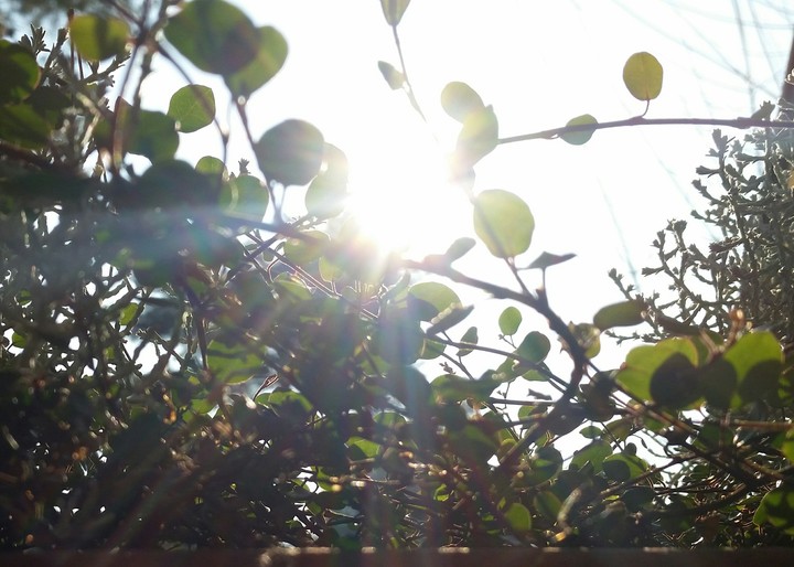 plants