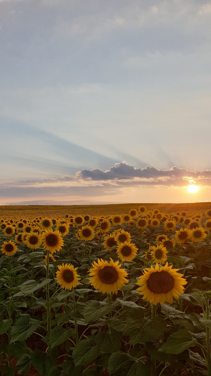 sunflowers