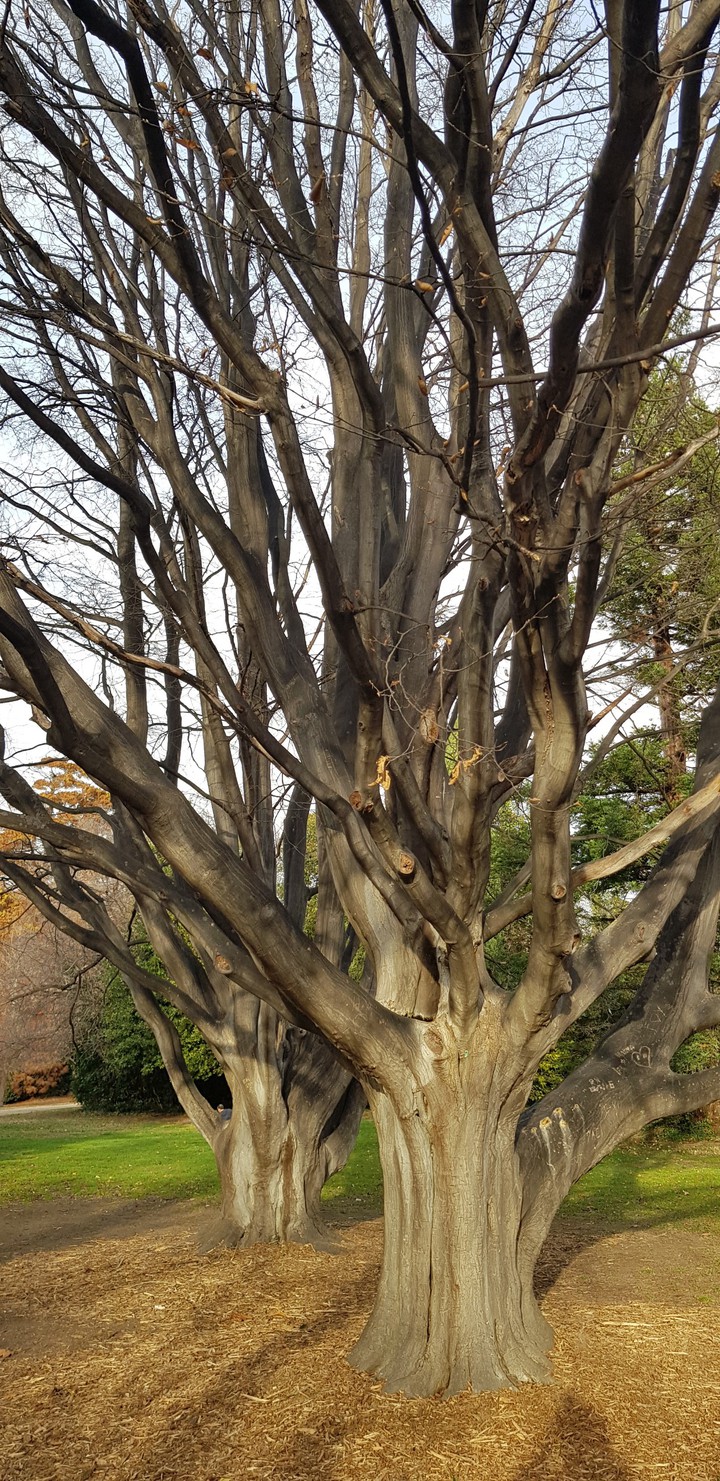 arbres