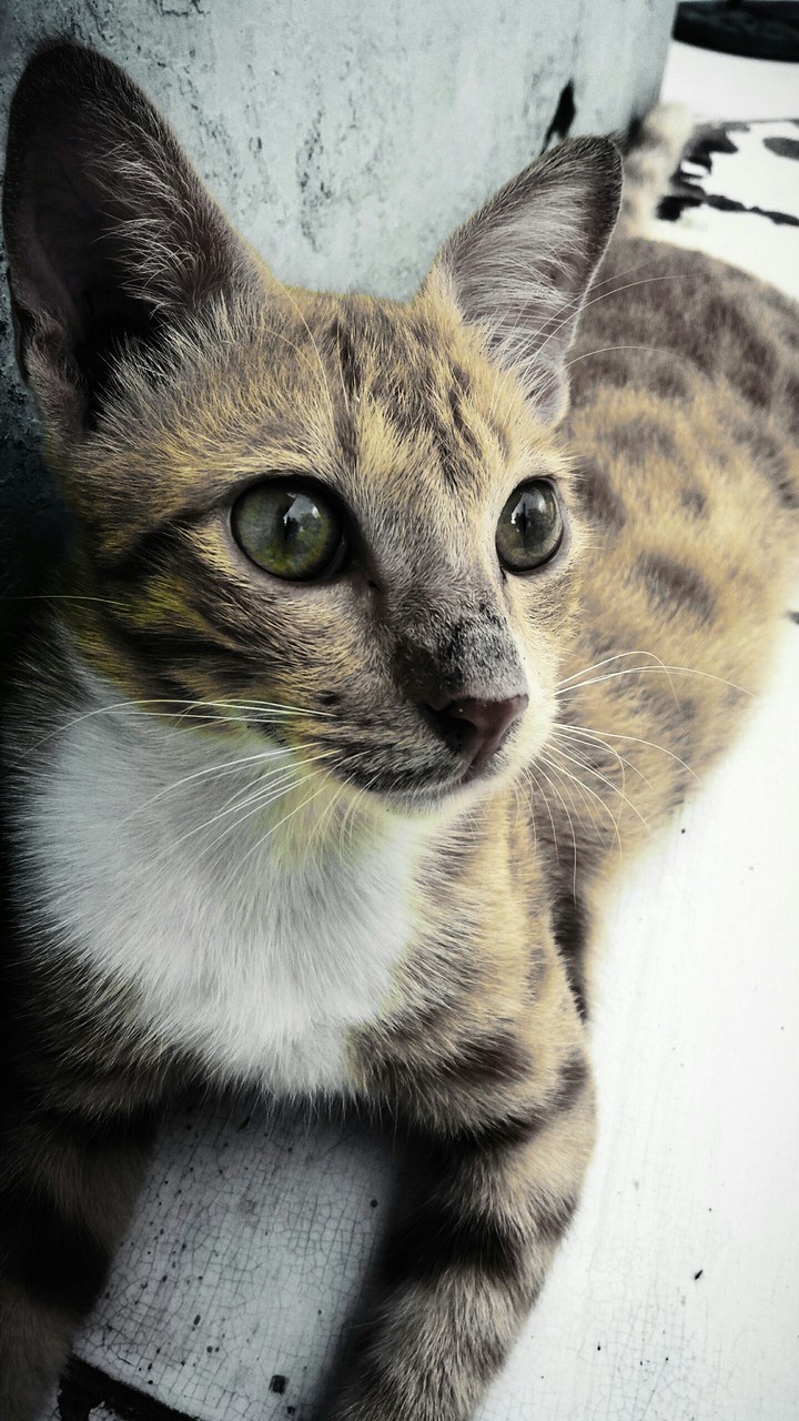 my cat katy