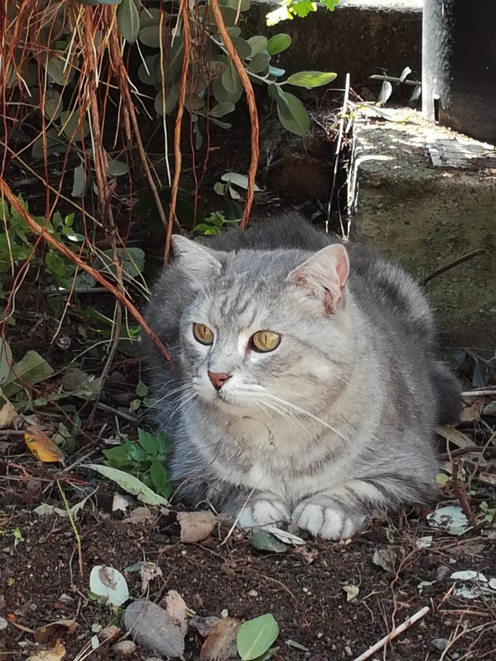 Gandalf