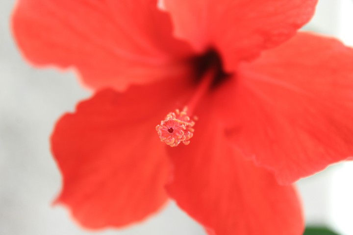 Hibiscus (Day-2)