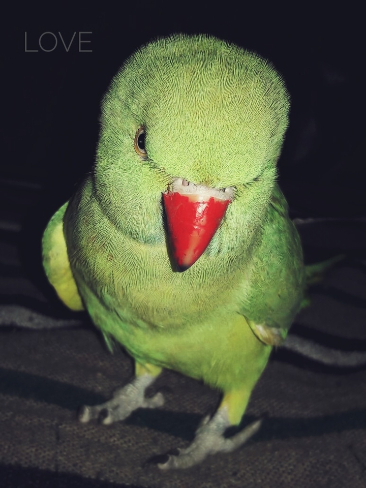 my love ....