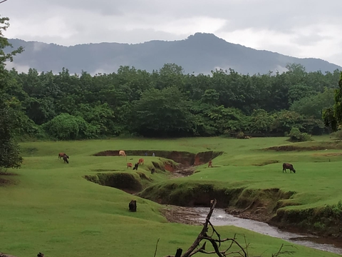 green pastures