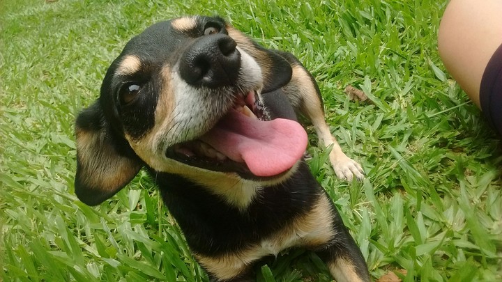 cachorrinho sorrindo