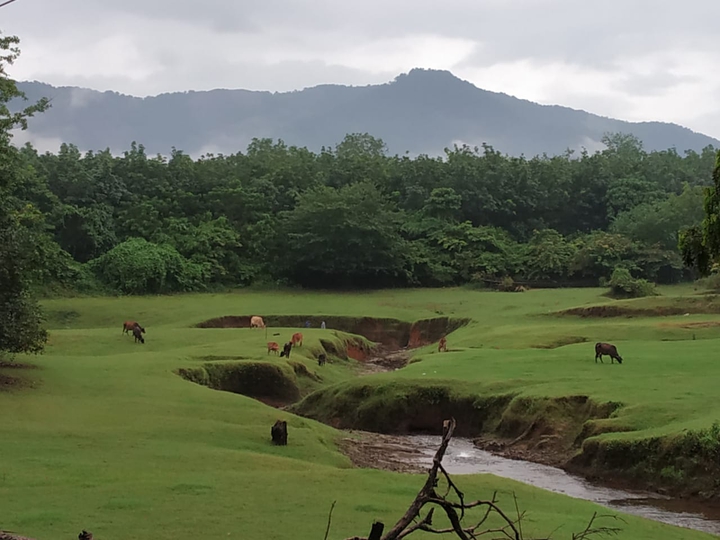 green pastures