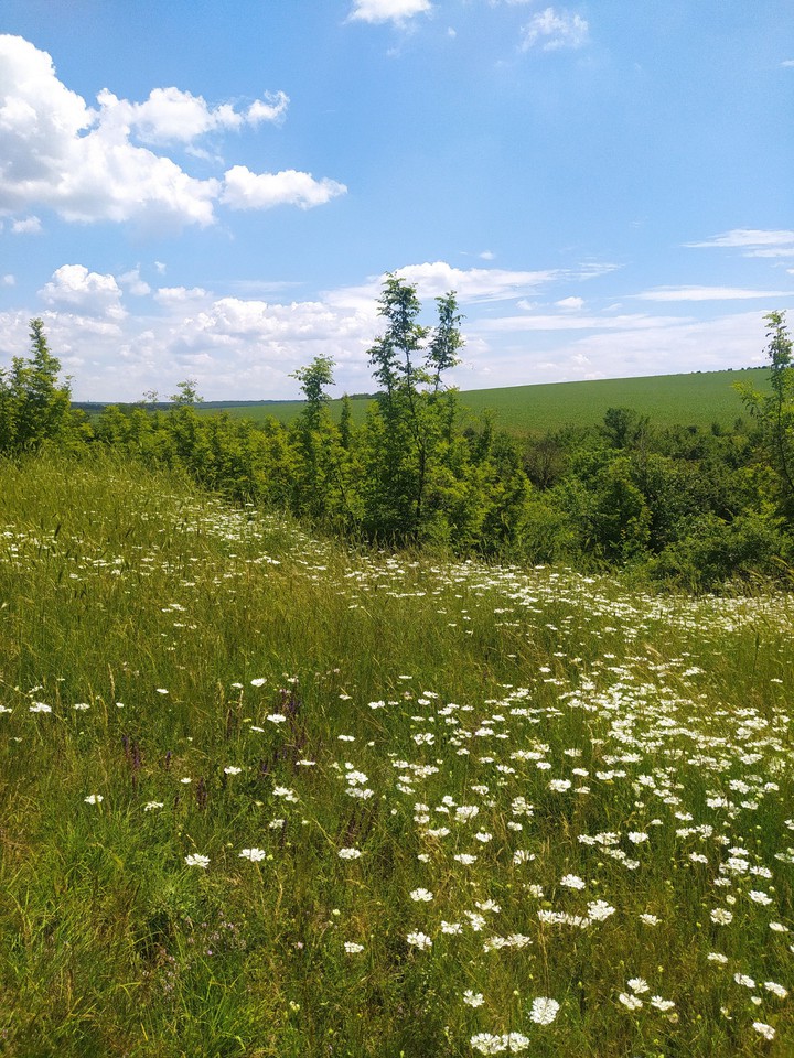 grass