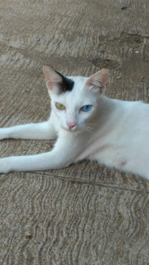 шпалери mammal, cat