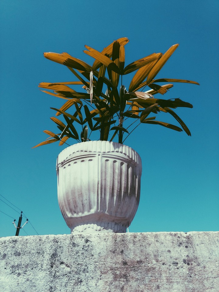 blue beaux