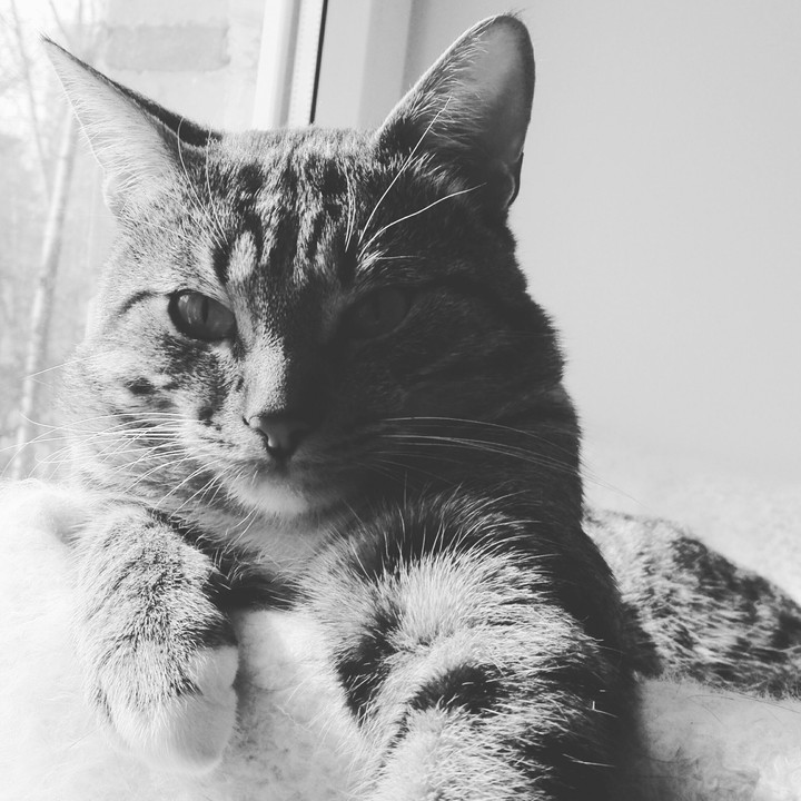 cat