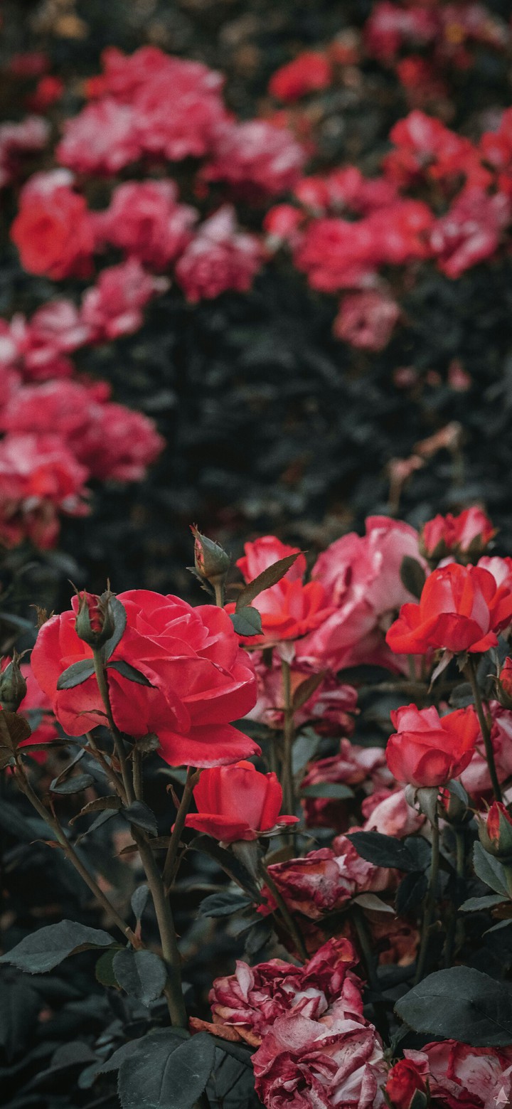 ⚘