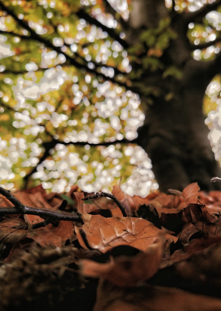 autumn