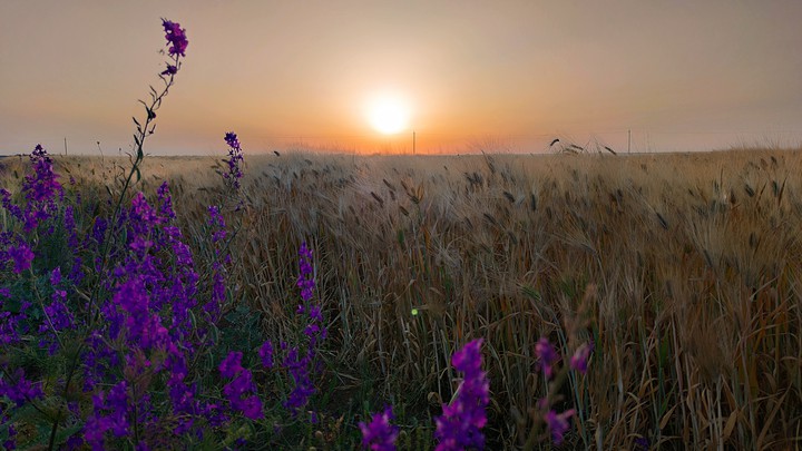 Field