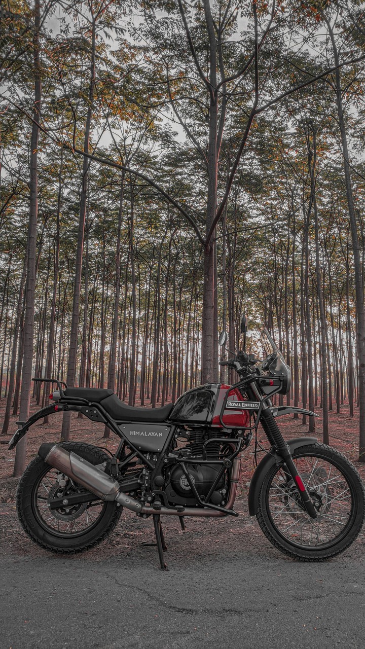 Himalayan