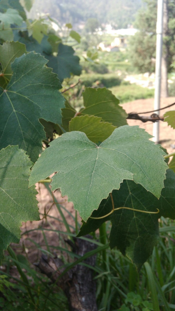 tree_leaf