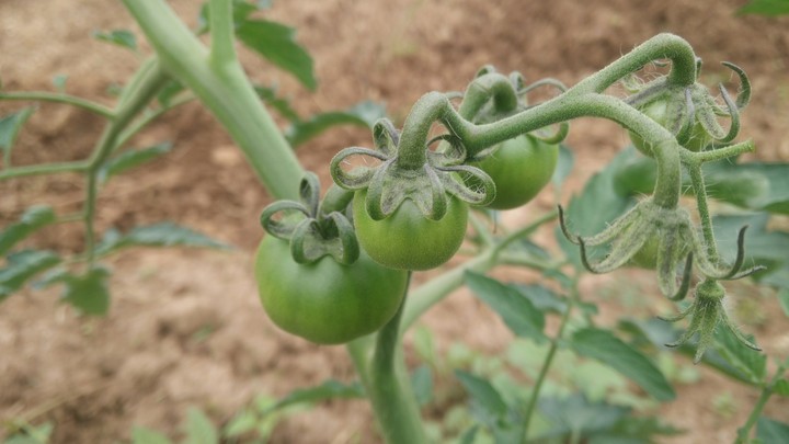 Tomato