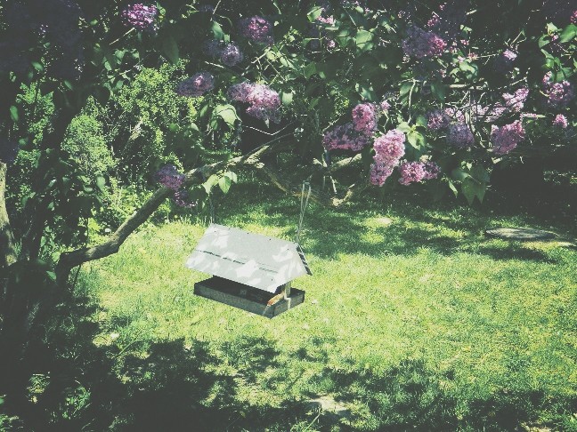 lilac