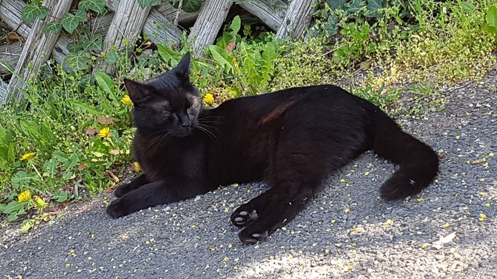 a black cat (2)
