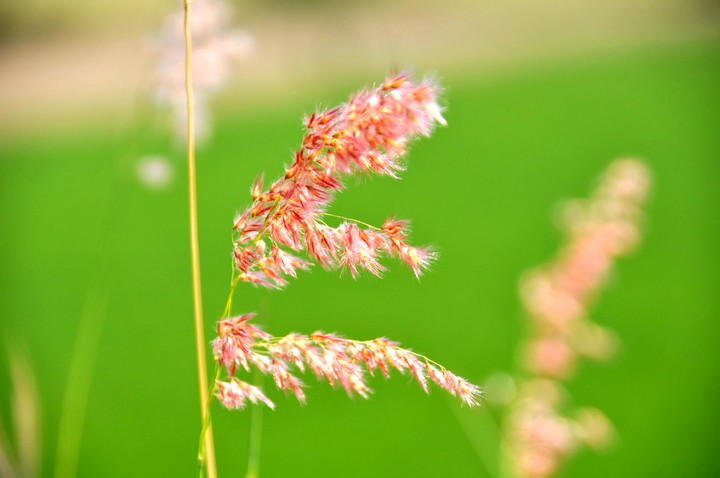 Natal grass