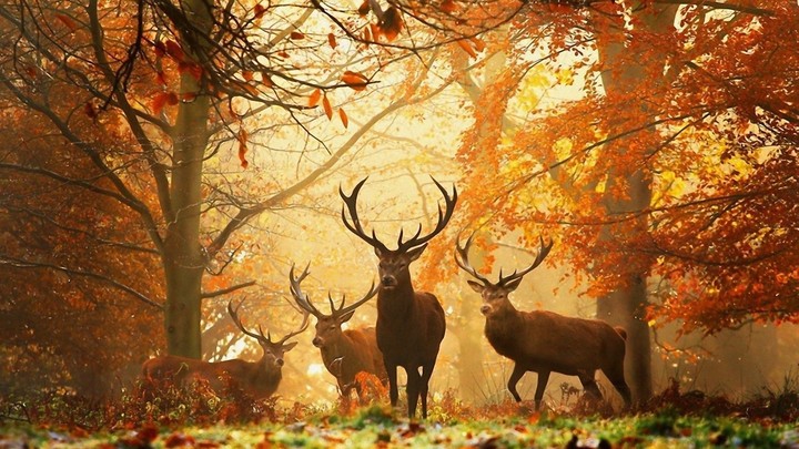Nature