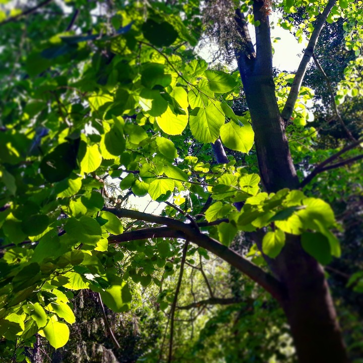 Relaxing green