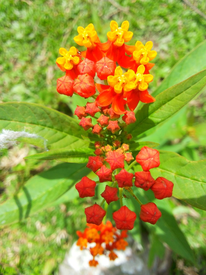 beautiful  flowers