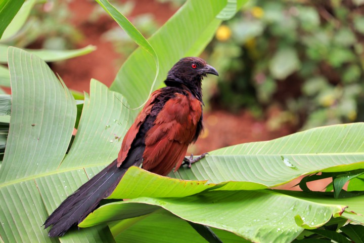 Greater Coucal Bird