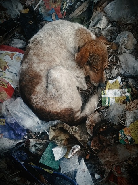 шпалери dog, fur