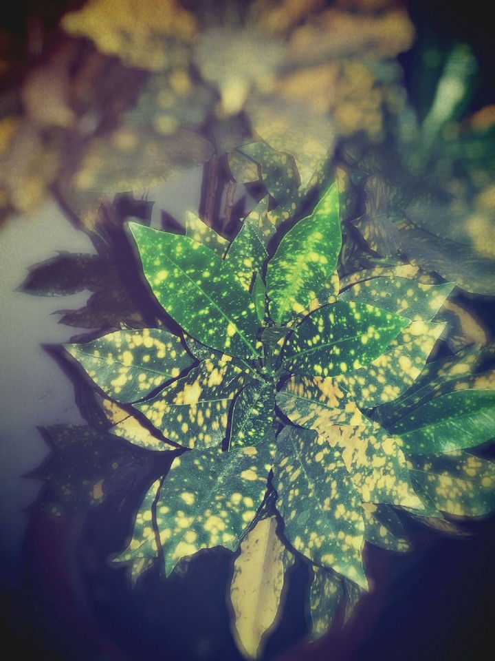 leaf