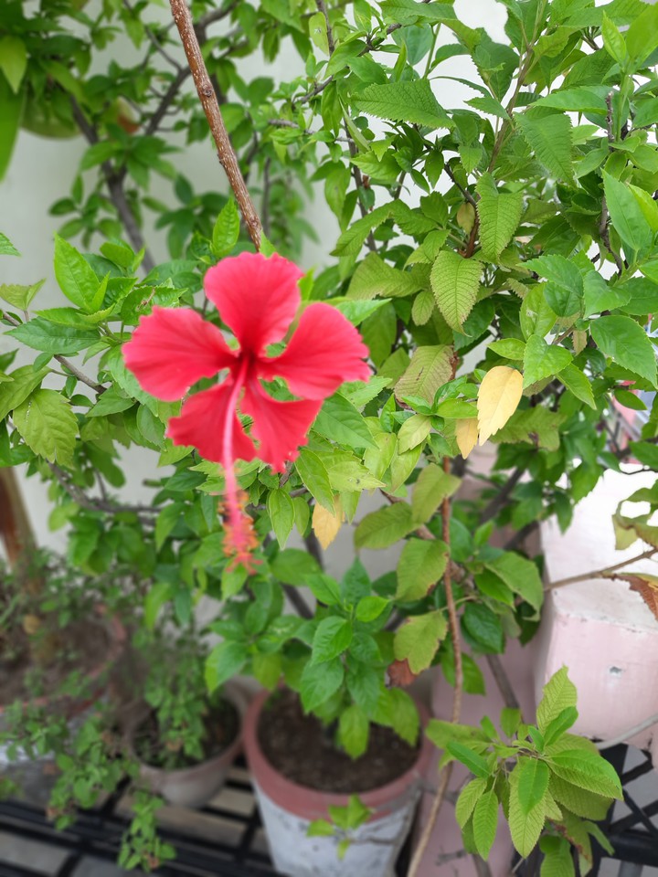 Flowers