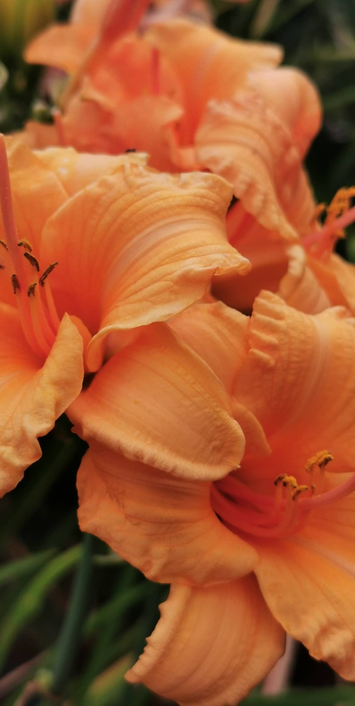 Lily