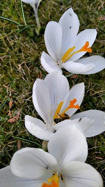 Przebiśnieg