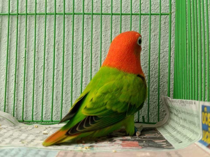 Red​ opaline​