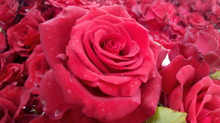 roses