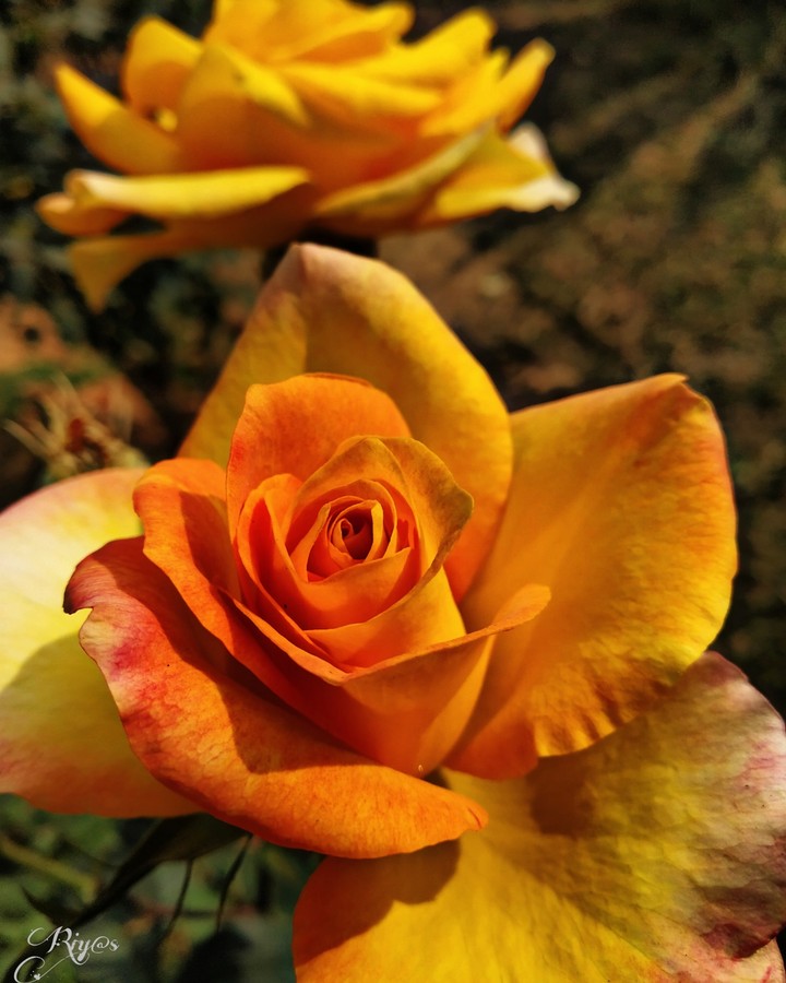 Roses
