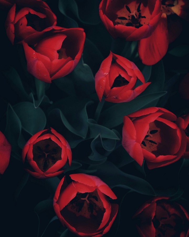red tulips
