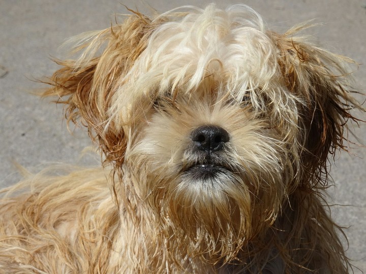dog