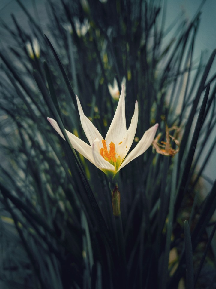 A flower