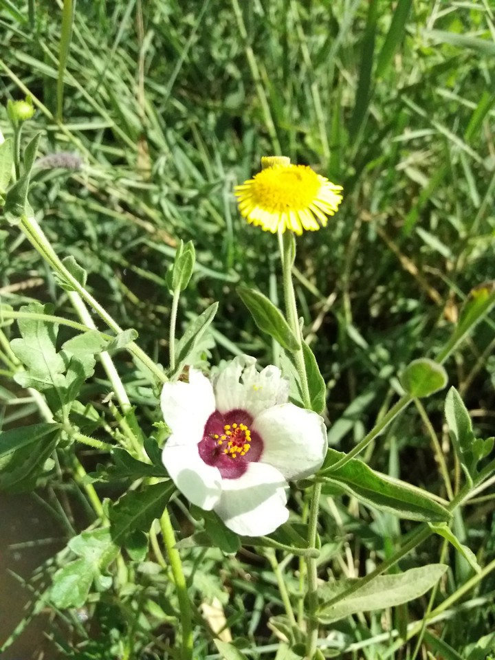 گلها