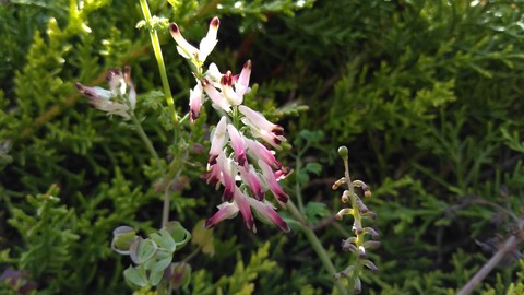 wildflower, fumaria壁紙