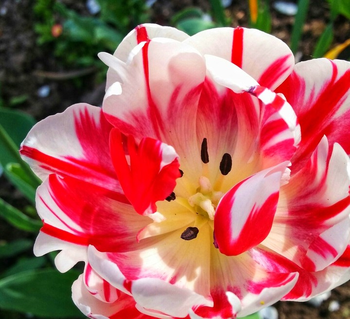 tulip